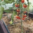 Полив помидоров в открытом грунте и теплице